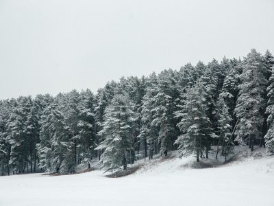Калужская область, Дубльдом, PineRiverHills.